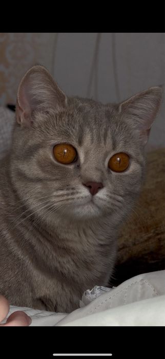 Отдам кошку отдам кошку