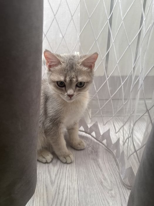 Продается кошка британский девочка