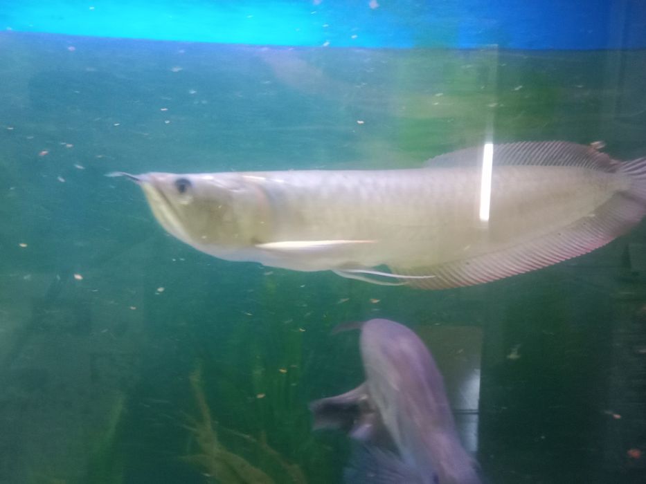 Продам рыбу аровану