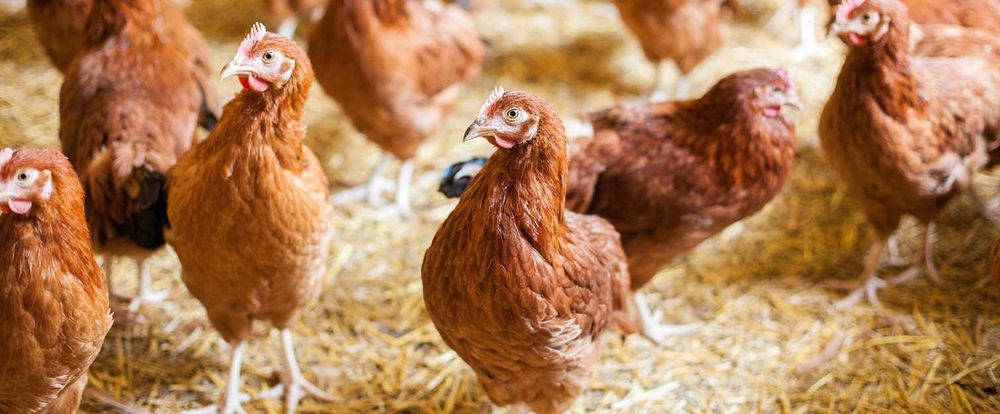 Тухум куядиган товукларга германия Премикси