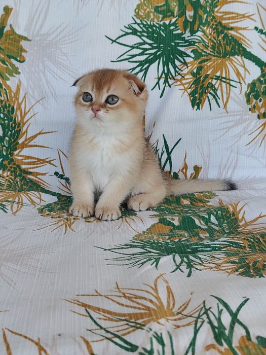 Котенок Золотая шиншилла девочка