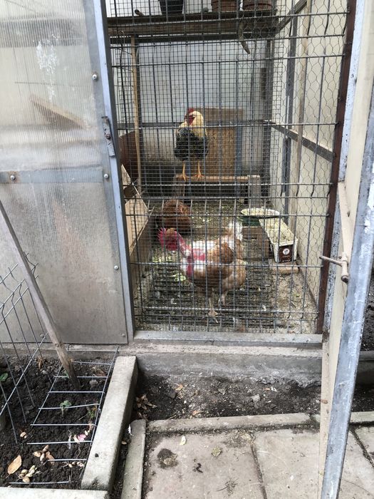 Pavilion apicol  in stare foarte buna