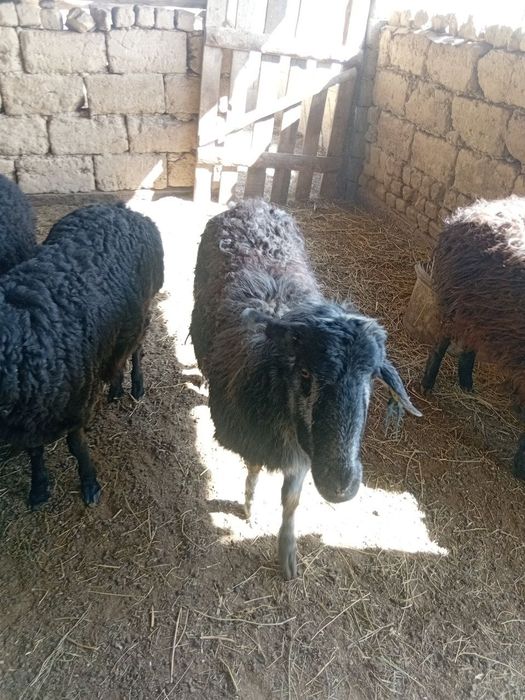 Қошқарлар  бар  хабарласыңыздар