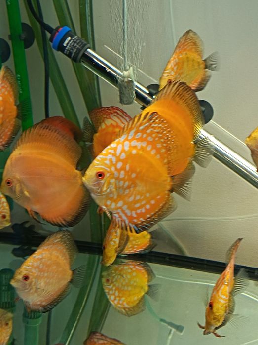 Discus Oradea 150Ron