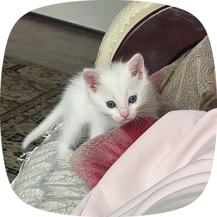 отдам котенка в добрые руки