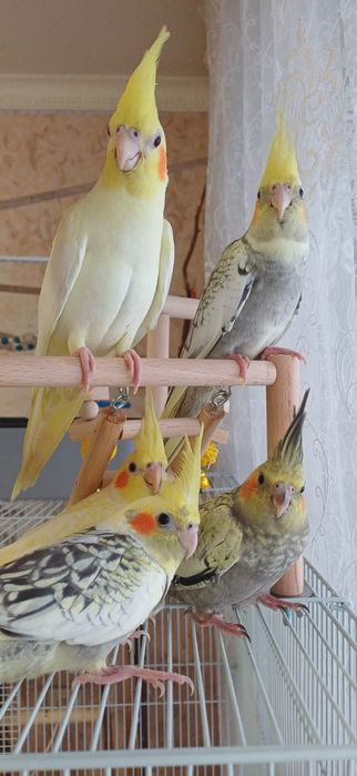 Продам птенцов попугая Корелла