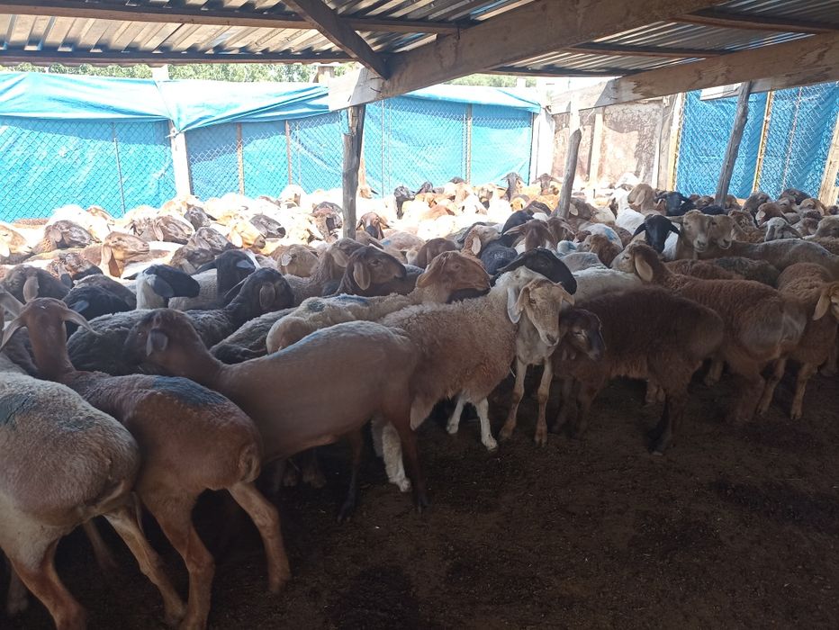 Қой,токты сатылады семиз