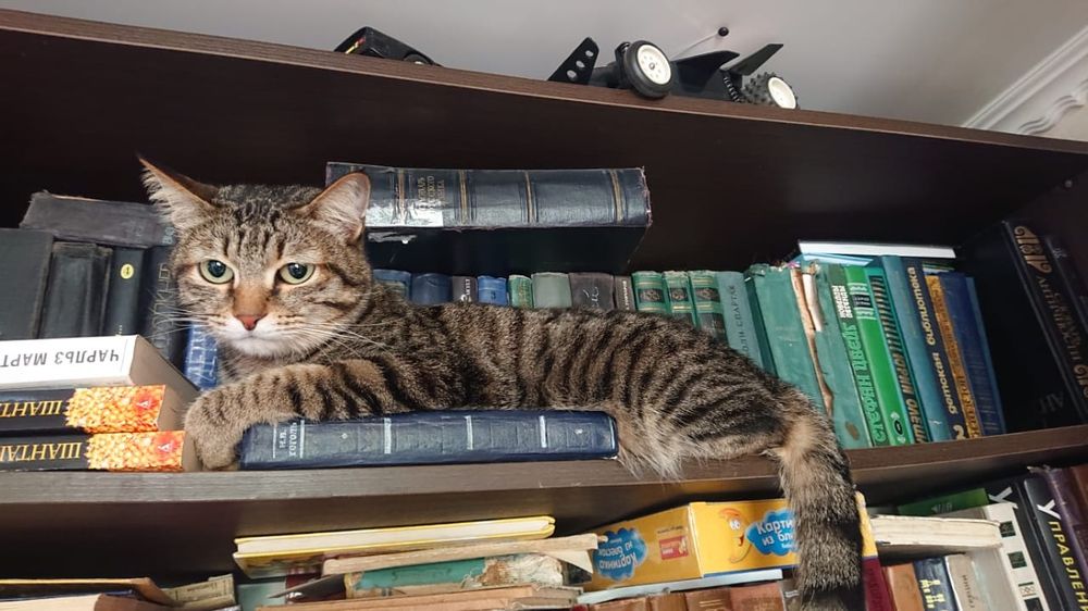 Молоденький котик