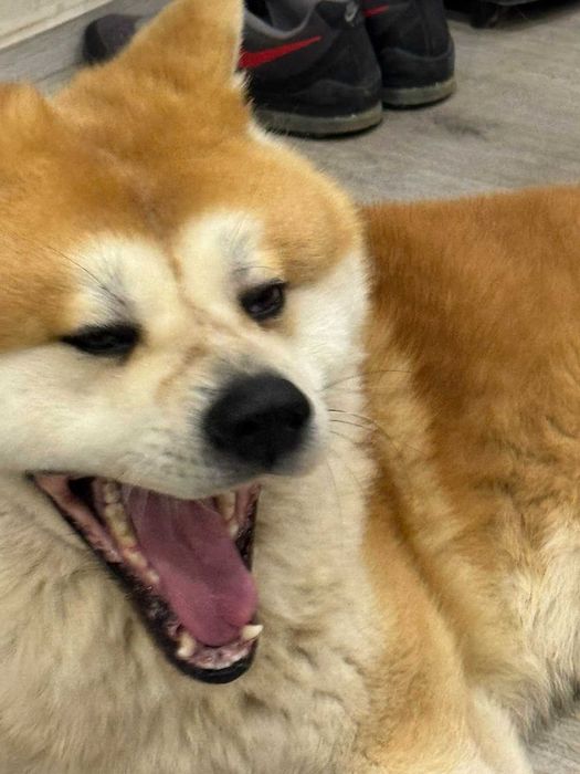 Акита Ину Родословие