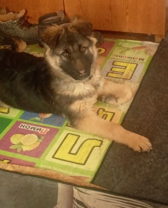 Продам немецкую овчарку
