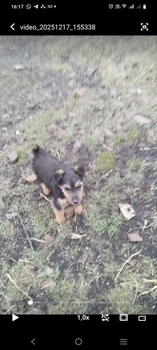 Ягьтерьер , девченка