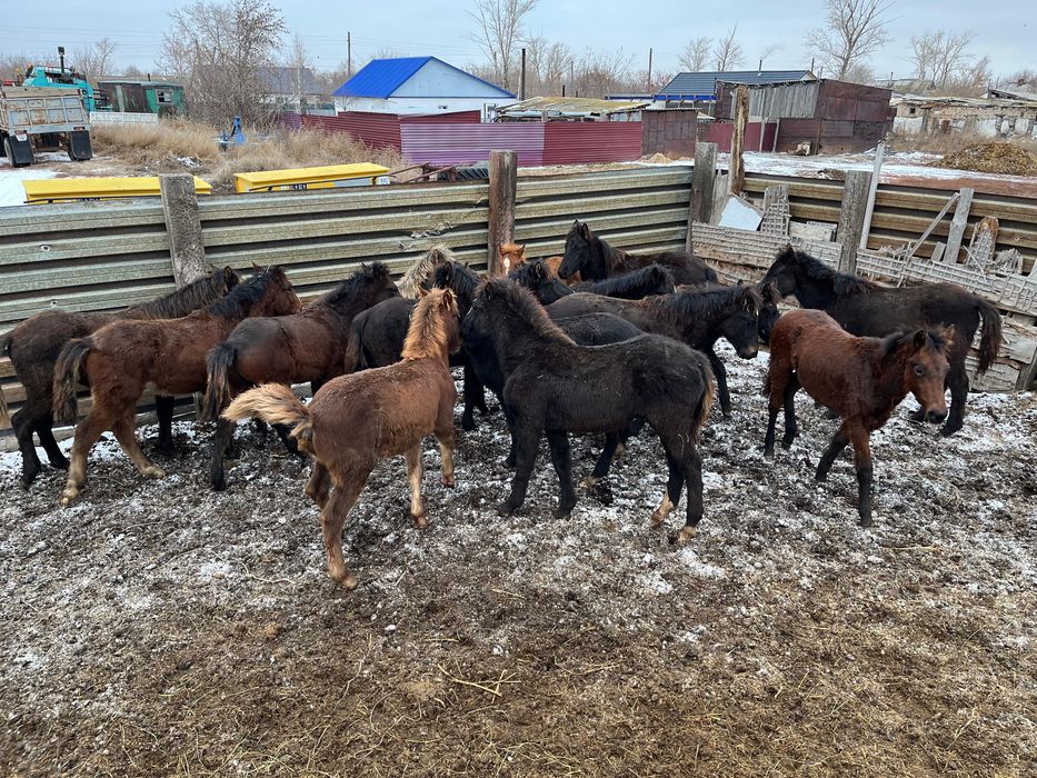 Продам жеребят по 280 находятся в городе