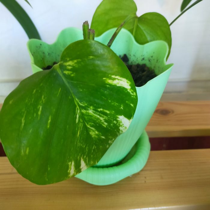 Продам комнатные растения