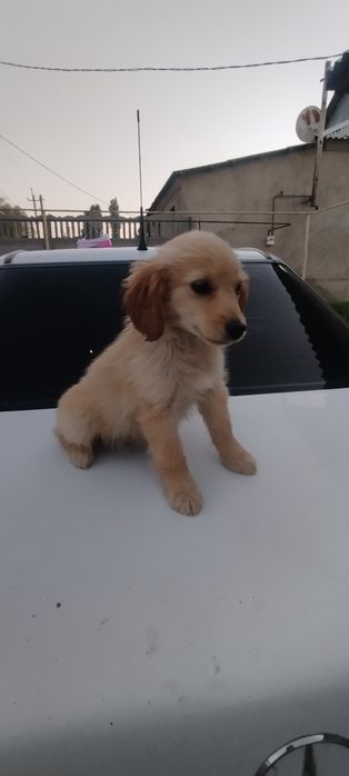 Спаниель девочка