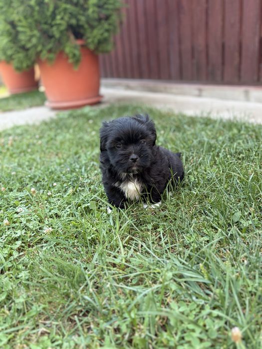 Baiat bichon havanez