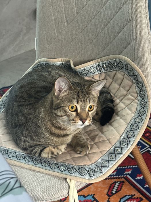 Шотлантский прямоухий