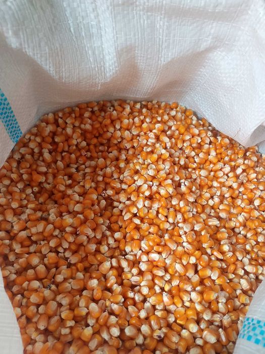 Vând porumb boabe și orzoiacă recolta 2025