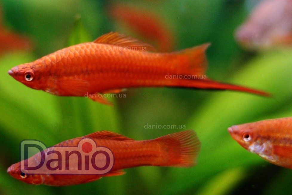 Продам рыб из своего аквариума