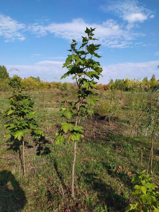 Продажа саженцев деревьев