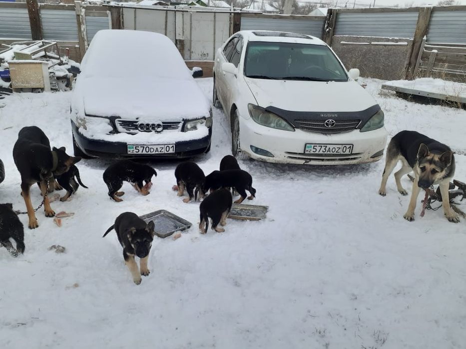 Щенки восточно европейской овчарки