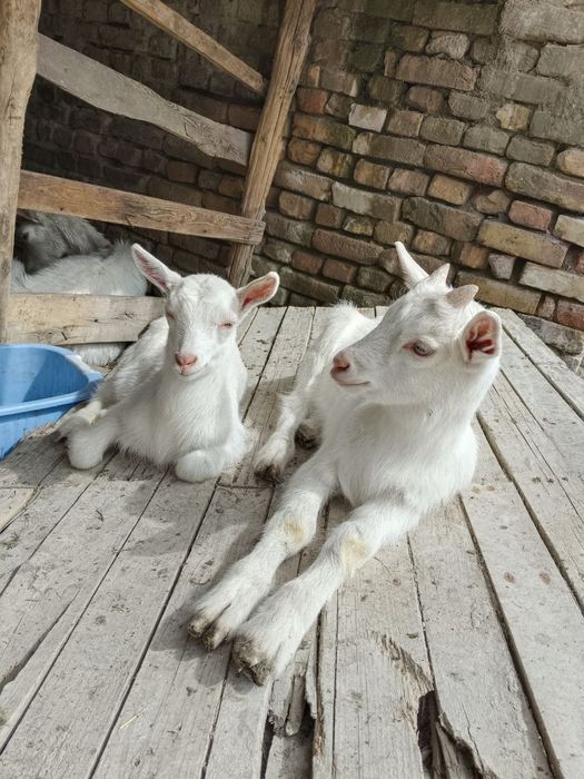 Каза Эчкилар сотилади