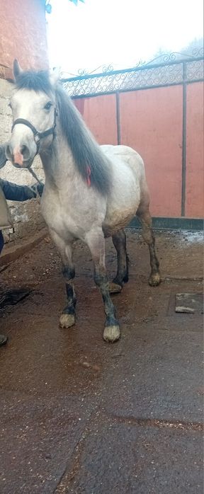 De vânzare, mânz de 1,3 lunii