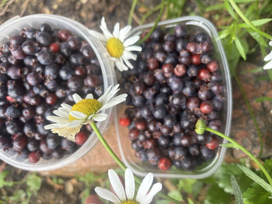 Яблочки, Ирга ягода продажа