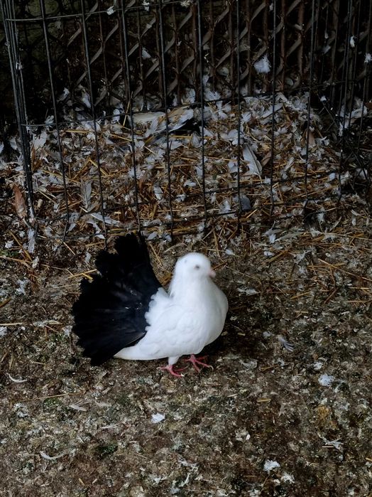 Porumbei rotati albi cu coada neagra,pescarusi chinezi,simi,standard