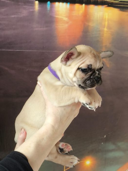 Продам щенков французский бульдог