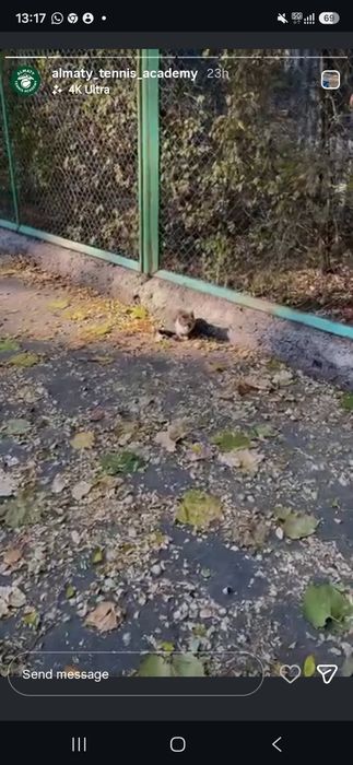 Серый маленький котёночек
