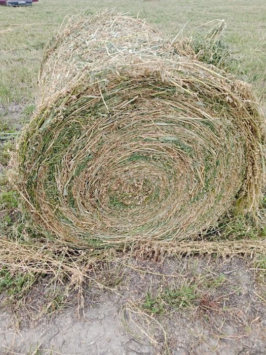 Сено урлон жоношка люцерна жоношка сатамын