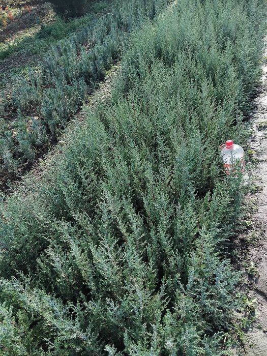 Арчалар сотилади сенсалар