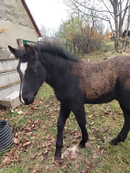 Mânz, 6 luni de vânzare