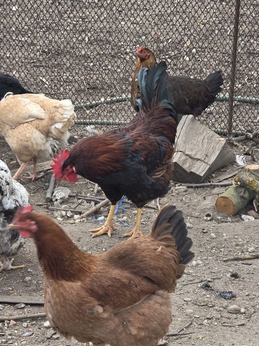 Cocosi tineri de curte