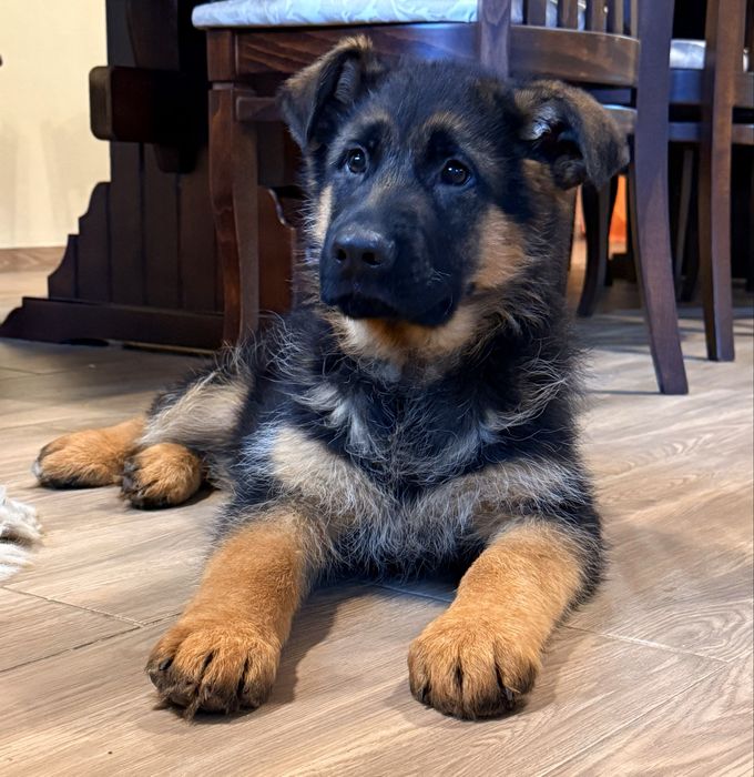 Немска овчарка мъжко куче