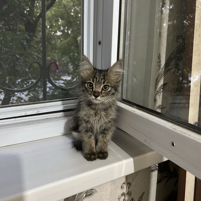 Котенок (мальчик, почти 2 мес)