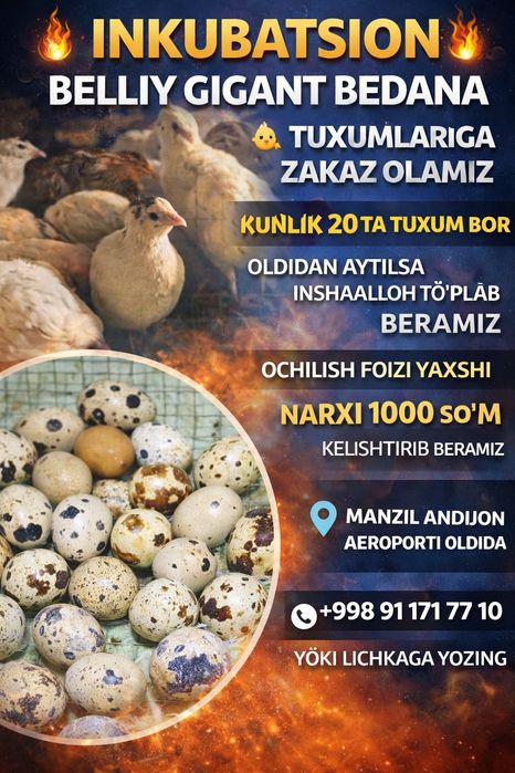 Beliy gigant bedanalari tuxumiga zakaz olamiz