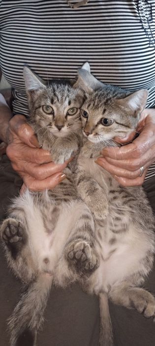 Отдам котят в хорошие руки.