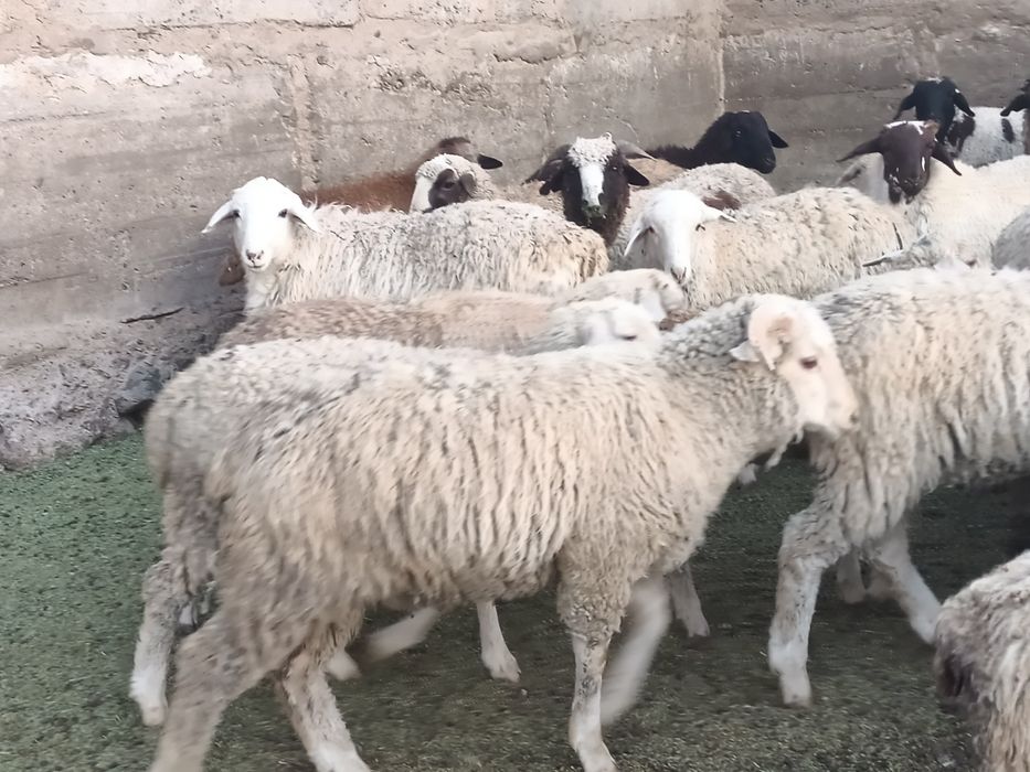 Шерсть Барана меринос