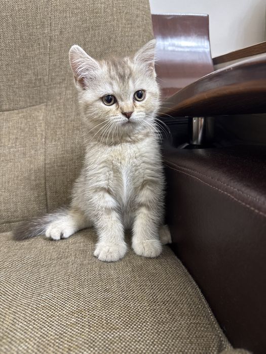 Продаю двух котят для хороших рук