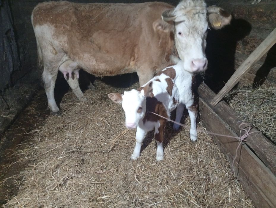 Buna ziua vind vaca cu viță de-o săptămână...nu muheeeeeeeeerrrrrrrrrt