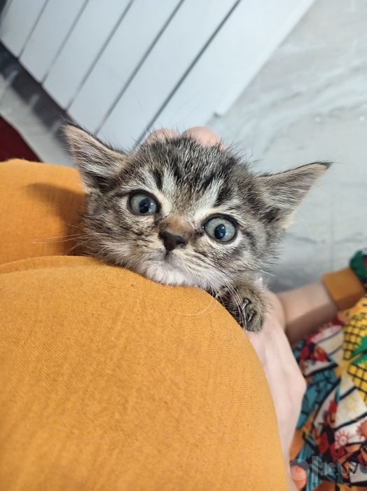 Она ва бола мушуклар
