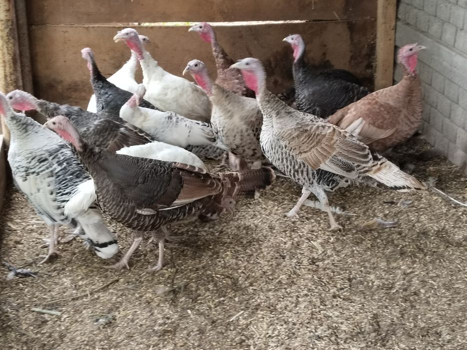 Продам индюков .