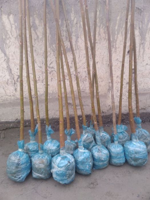 Pavloniya ko'chatlari