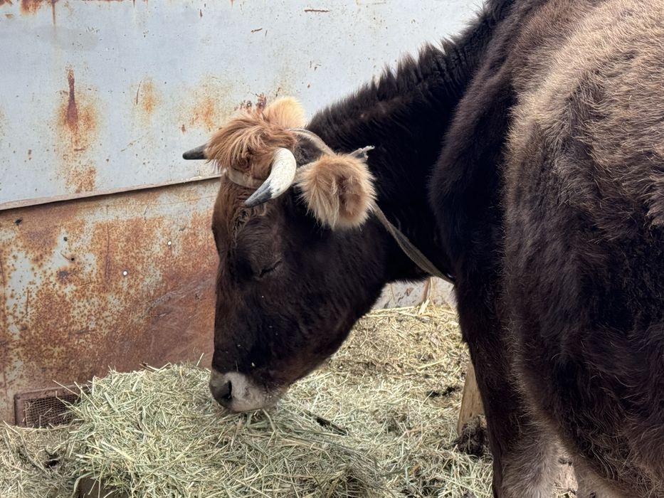 Алатау сиыр сатылады