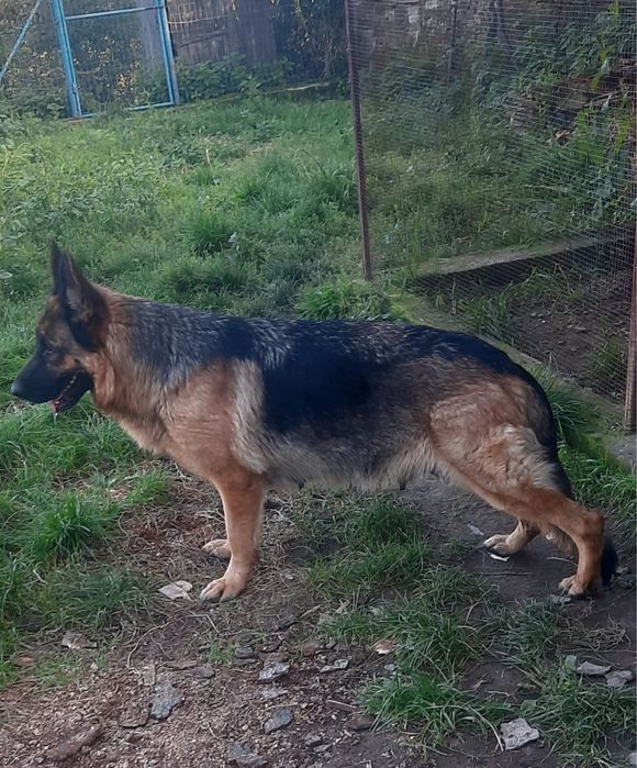 Vand femela ciobanesc german