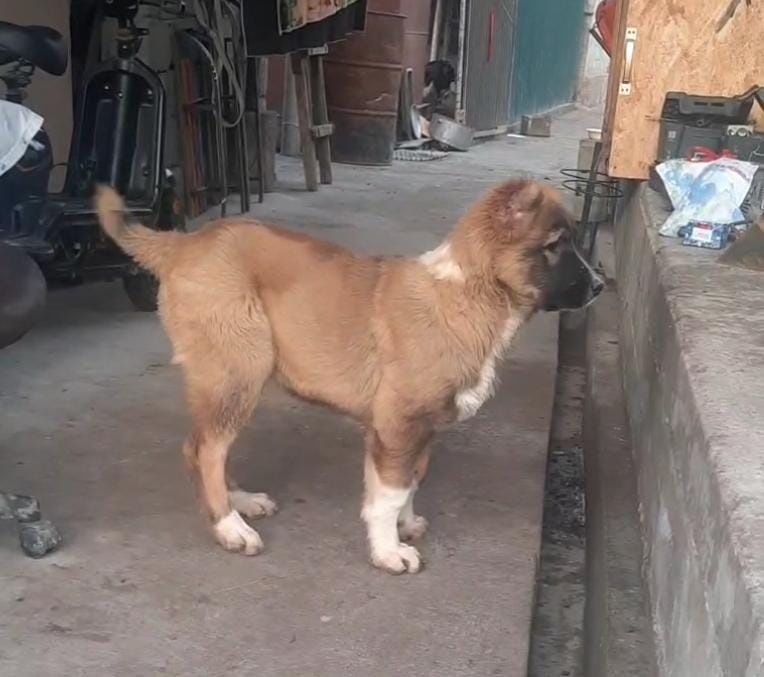 Продается щенок САО девочка