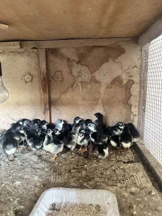 Tukli mushuklar bilan pissing