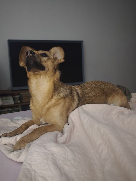 Pet Sitter Ilfov Popești Leordeni, cazare căței, pisici