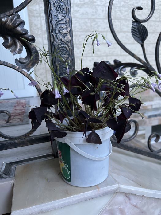 Цветы. Кислицы. Не прихотливые